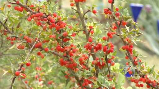agarita plant - some branches of a tree/bush laden with light green leaves and red berries