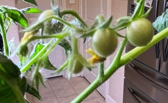 A Tomato Vine In A Kitchen, With Green Tomatoes On The Vine