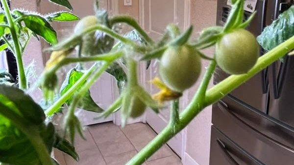 A tomato vine in a kitchen, with green tomatoes on the vine